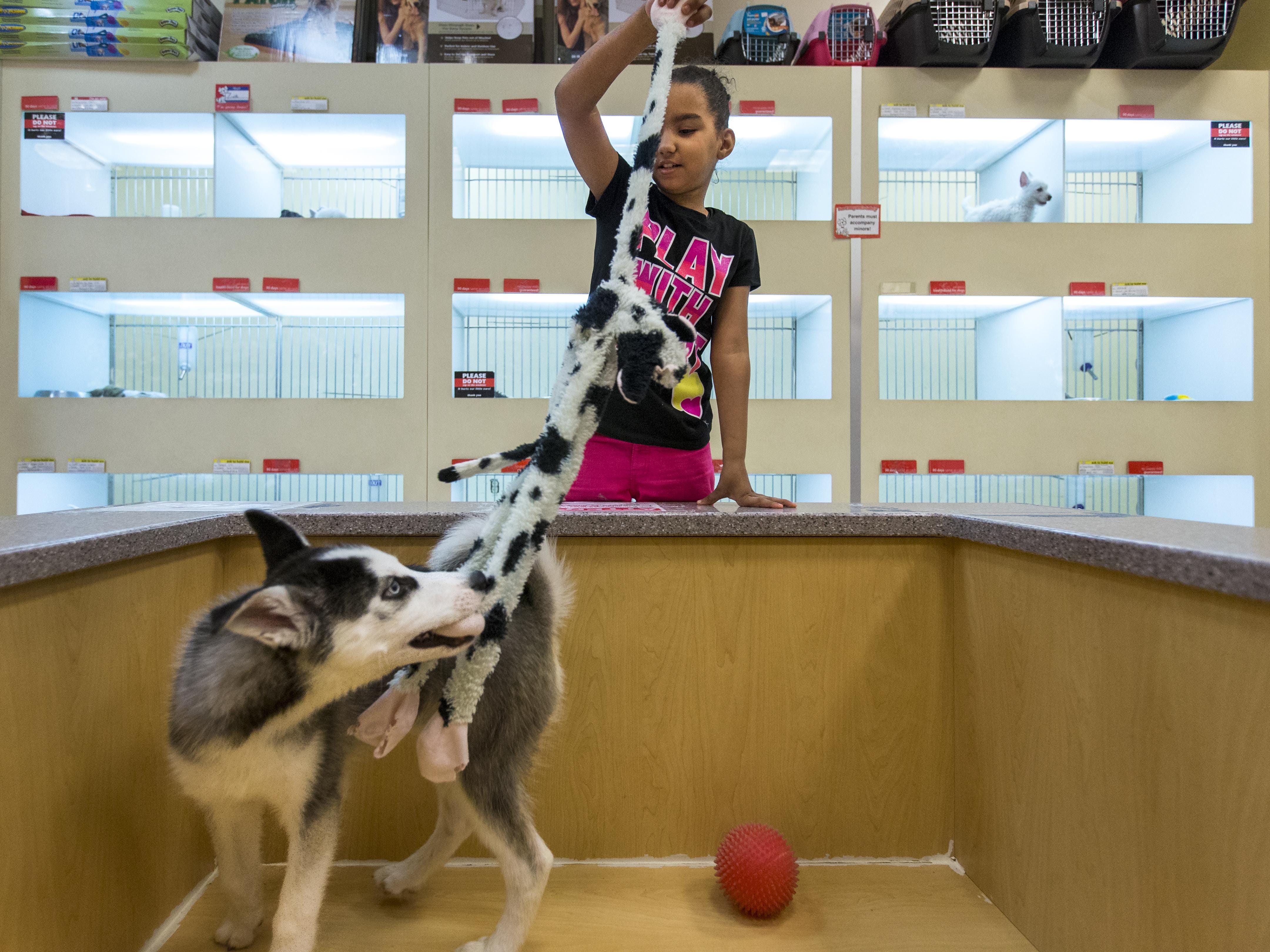 puppies n love animal kingdom